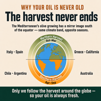Olive grove at harvest